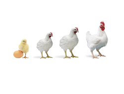 Poultry feed formulator